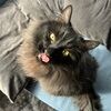 cryptidcat333